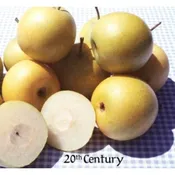 20th Century Asian Pear Tree