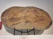 Trilobite Plate from Erfoud, Morocco