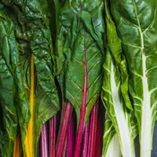 Bright Lights Swiss Chard | Two Live Plants | Non-GMO | Heirloom | Frost Tolerant