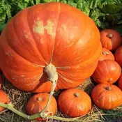 Atlantic Giant Pumpkin Heirloom Seed