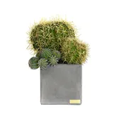 Cactus Garden in Cube Concrete Pot SM