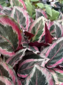 Assorted plants 4 pack (you can choose from)