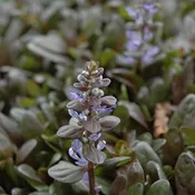 ‘Chocolate Chip’ Ajuga 03FLAT