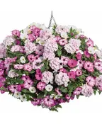PINK PARROT- 12" ANNUAL HANGING BASKET