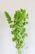 Bells of Ireland — CA Flowers Wholesale
