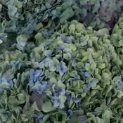 Antique Blue and Green Vintage Hydrangea Flower