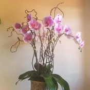 Large Orchid