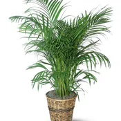 Areca Palm - TF136-3