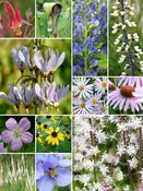 40 Plant Woodland Semi-Shade Garden