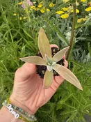Dudleya saxosa ssp. aloides 1" Plug — Native West Nursery - California Native Plants