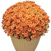 Mum plant