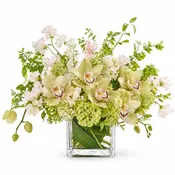 Cymbidium Orchid Cube