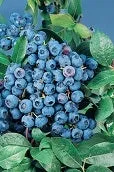 BLUECROP BLUEBERRY