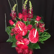 Anthurium Rose Seduction 2