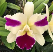 Blc. Fong Yuan Beauty 'Red Eyebrow'