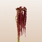Amaranthus Red