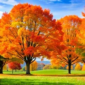 Sugar Maple Tree