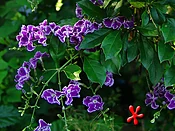 Duranta erecta 'Sapphire Showers'
