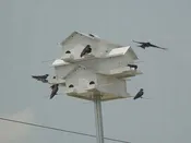 12-Room Starling-Resistant Purple Martin House