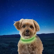 NiteDog Rechargeable LED Collar