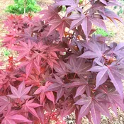 Acer palmatum 'Akin's E.P.' Red Upright Japanese Maple
