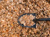 Wood Chips