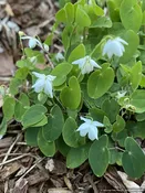 Epimedium diphyllum 'Nanum', Bishop's Hat