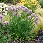 Allium, Bubble Bath