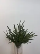 20 inch Cypress spray