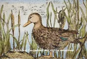 Black Duck by Richard Carpenter