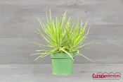 ALOE – HEDGEHOG 8IN
