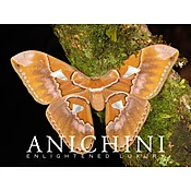 ANICHINI E-GIFT CARD ($1000)