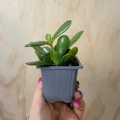 Jade 3” pot — Urban Planting Cleveland