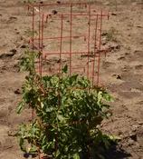 8 Leg Big Brother Tomato Cage 3-pack