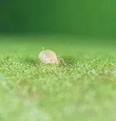 Beneficial Mites- Amblyseius andersoni - Sachet - PREORDER ONLY