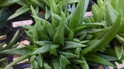 Aloe Levis Mitriformis