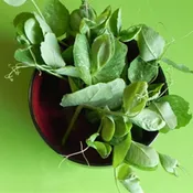 Field Peas Austrian 1 Pound Winter Certified Organic Cover Crop Seed