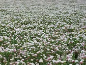 Balansa Clover