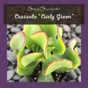 Crassula "Curly Green"