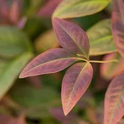 Nandina, Southern Living Plant Collection ‘Blush Pink’ (2 Gallon)