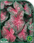 Caladium Carolyn Whorton