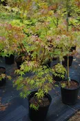 Japanese Maple Grab Bag  2 gallon