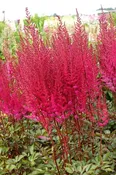 Astilbe Mighty Chocolate Cherry #1 True