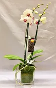 6" DOUBLE STEM ORCHID IN CUBE