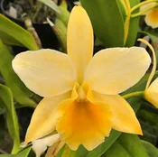Blc. Bit-of-Gold 'Halcyon'.