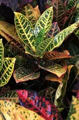 Croton Houseplants