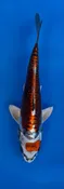 15cm Japanese imported Beni Kikokuryu - Aokiya - QT-11 - 76