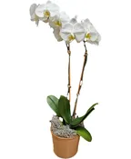 ORCHID PLANT