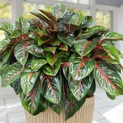 Aglaonema 'Garnet Coltrane' (Aglaonema hybrid)