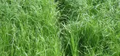 Annual Ryegrass Lawn Seed